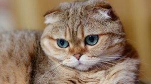 Обои для рабочего стола: Рыжий скотиш