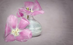 Обои для рабочего стола: Оцвели