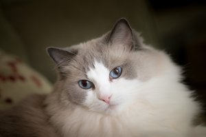 Обои для рабочего стола: Раскосый кот