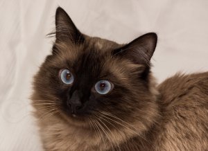 Обои для рабочего стола: Кошачья нирвана