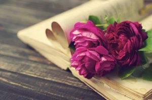 Обои для рабочего стола: Розы в книге