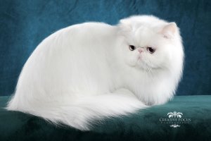 Обои для рабочего стола: Белый кот