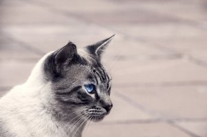 Обои для рабочего стола: Само спокойствие