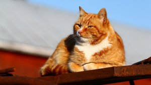 Обои для рабочего стола: Рыжий наглый