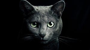 Обои для рабочего стола: Сизый кот