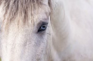 Обои для рабочего стола: Голубоглазый конь