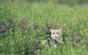 Обои для рабочего стола: Котик в поле