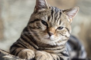 Обои для рабочего стола: Ирония