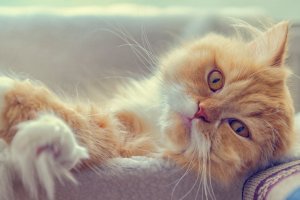 Обои для рабочего стола: Персиковый котик