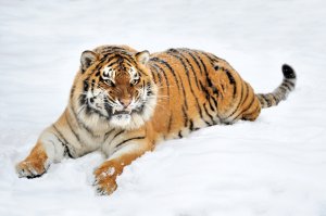 Обои для рабочего стола: Большая кошка на сне...