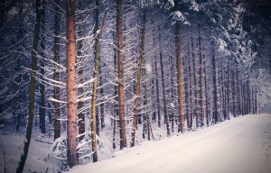 Обои для рабочего стола: Зимний лес