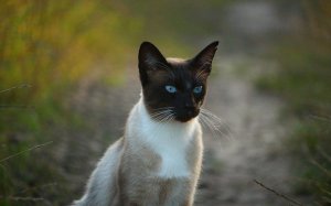 Обои для рабочего стола: Красавец сиам
