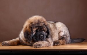 Обои для рабочего стола: Тибетский мастиф