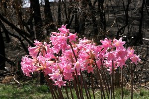 Обои для рабочего стола: Розовые амариллисы