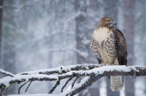 Ястребок на ветке - скачать обои на рабочий стол