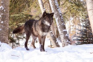 Обои для рабочего стола: Волчий взгляд