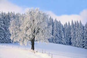 Обои для рабочего стола: Укрытые снегом дерев...