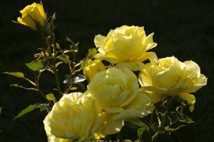Обои для рабочего стола: Желтые розы