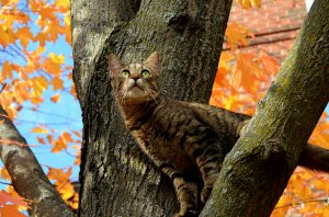 Обои для рабочего стола: Кошка на дереве