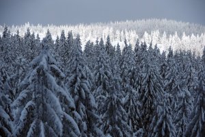 Обои для рабочего стола: Заснеженная тайга