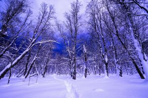 Обои для рабочего стола: Зимний лес