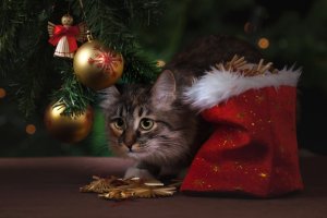 Обои для рабочего стола: Котик под рождествен...