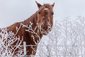 Обои для рабочего стола: Конь в загоне