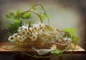 Обои для рабочего стола: Корзина ромашек