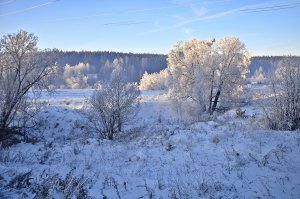 Обои для рабочего стола: Белые деревья