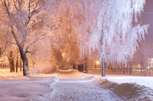 Обои для рабочего стола: Деревья в зимнем нар...