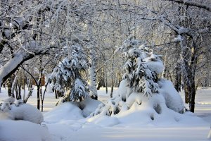 Обои для рабочего стола: Русский лес