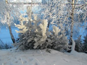 Ели в снегу - скачать обои на рабочий стол