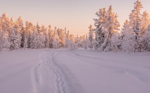 Обои для рабочего стола: Розовые отблески
