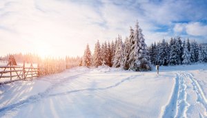 Обои для рабочего стола: Зимний лес