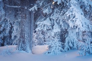 Снежный мех - скачать обои на рабочий стол