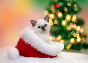 Обои для рабочего стола: Котенок в колпаке