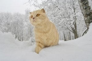 Обои для рабочего стола: Цвета топленого моло...