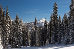 Обои для рабочего стола: Старый лес