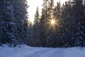 Обои для рабочего стола: Лучи солнца из-за ле...