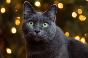 Обои для рабочего стола: Дымчатый котик