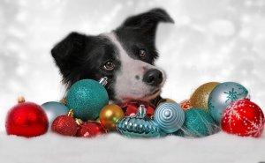 Обои для рабочего стола: Пес и новогодние игр...