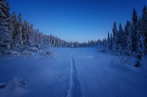 Обои для рабочего стола: Снежная тропа