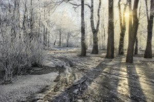 Обои для рабочего стола: Солнце в зимнем парк...