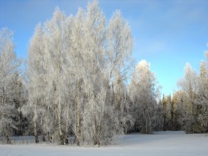 Обои для рабочего стола: Пушистые деревья