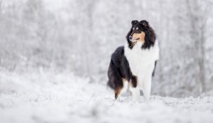 Обои для рабочего стола: Колли зимой