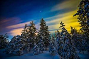 Зимний лес - скачать обои на рабочий стол