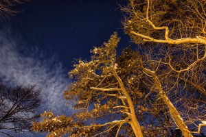 Обои для рабочего стола: Кроны снизу вверх