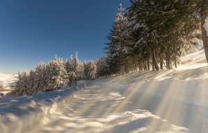 Обои для рабочего стола: Лучи солнца сквозь к...