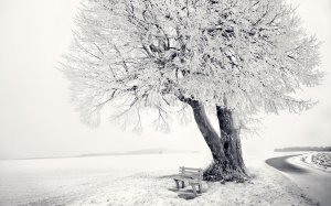 Дерево в снегу - скачать обои на рабочий стол