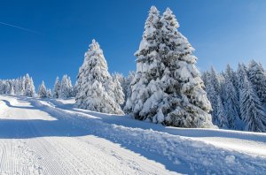 Обои для рабочего стола: Ели в снегу 